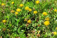 Trifolium jokerstii