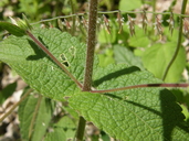 Lasianthaea podocephala
