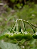 Solanum nigrescens
