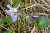 Viola pyrenaica