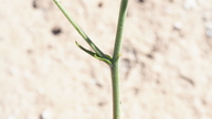 Chaenactis carphoclinia var. peirsonii