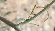 Chaenactis carphoclinia var. peirsonii