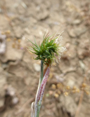 Hordeum marinum ssp. gussoneanum