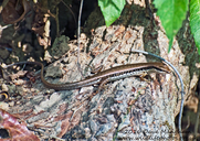 Spotted Forest Lizard