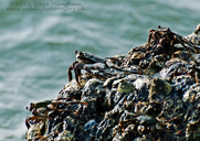 Mottled Sally-lightfoot Crab