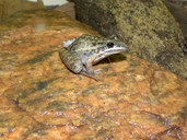 Sazima's White-lipped Frog