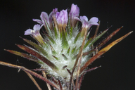 Navarretia crystallina