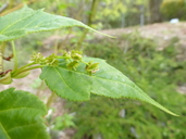 Acer maximowiczii
