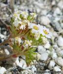 Linanthus maculatus ssp. maculatus