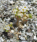 Linanthus maculatus ssp. maculatus