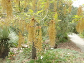 Quercus canbyi