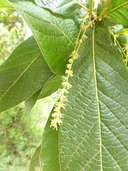 Quercus rysophylla
