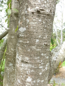 Magnolia insignis