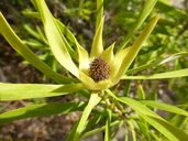 Leucadendron eucalyptifolium