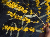 Acacia redolens
