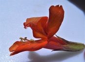 Erythranthe verbenacea