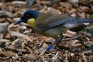 Blue-crowned Laughing Thrush