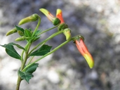 Loose-flowered Lobelia