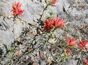 Castilleja tenuiflora