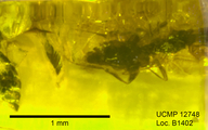 Trichomyia diclivivena
