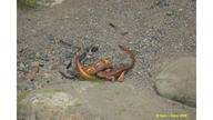 Coast Range (california) Newt
