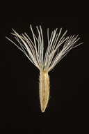 Xylorhiza wrightii