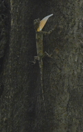 Draco maculatus