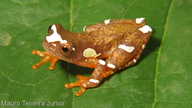 Dendropsophus sarayacuensis