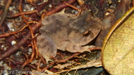 Proceratophrys minuta