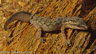 Hemidactylus brasilianus