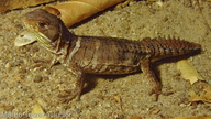 Hoplocercus spinosus