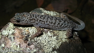 Gymnodactylus guttulatus