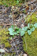 Brittle-leaved Saxifrage