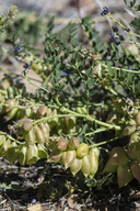 Astragalus wootonii
