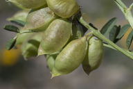 Astragalus allochrous var. playanus