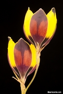 Hesperantha vaginata