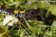 Algerian Salamander