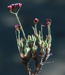 Eriogonum microthecum var. alpinum