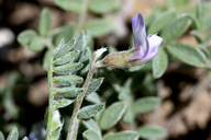 Small-flowered Milkvetch