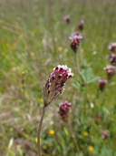 Trifolium dichotomum