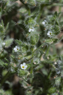 Mexican Cryptantha