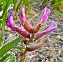 Astragalus mollissimus