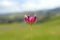 Trifolium depauperatum var. depauperaturm