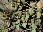 Euphorbia fendleri