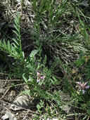 Astragalus allochrous var. allochrous