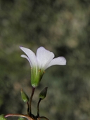 Oxalis latifolia