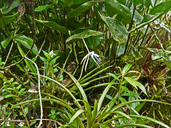 Epidendrum macroophorum