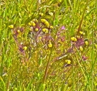 Limnanthes douglasii ssp. striata