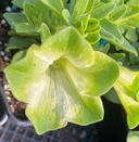 Petunia hybrida