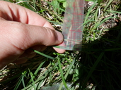Carex rossii